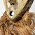 Early 20th Century Early 20th Century Lega Bearded Mask For Sale - Image 5 of 8