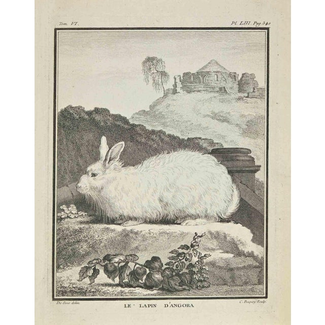Jean Charles Baquoy, Le Lapin D'Angora, Etching, 1771 For Sale