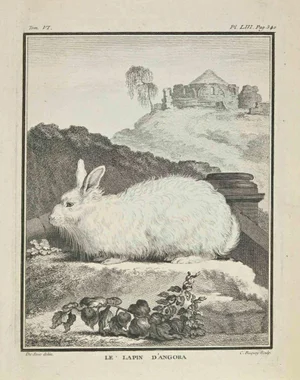 Jean Charles Baquoy, Le Lapin D'Angora, Etching, 1771