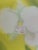 Fukugawa Seiji Arita Ware Yellow Vase With Phalaenopsis For Sale - Image 12 of 16