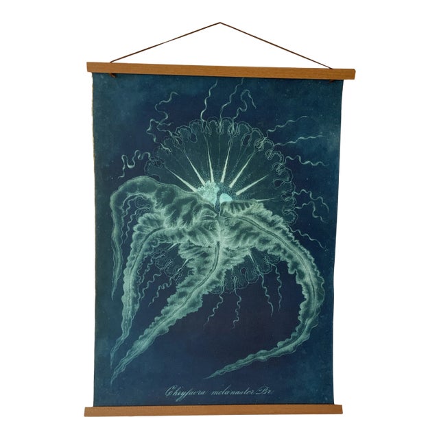 Original Vintage Natural Curiosities Sealife Print, Electric Blue and Green For Sale