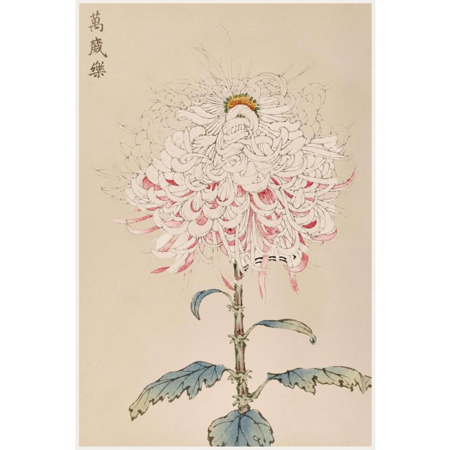 White Mum by Hasegawa, Vintage Japanese Botanical Art Print, 20" X 30" For Sale