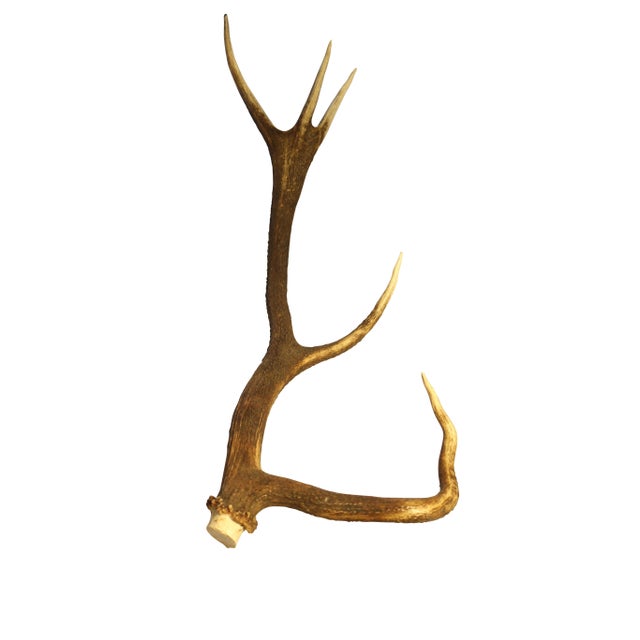 Art Deco European Collection of Elk and Moose Antlers - Set of 9 For Sale - Image 3 of 18