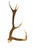 Art Deco European Collection of Elk and Moose Antlers - Set of 9 For Sale - Image 3 of 18