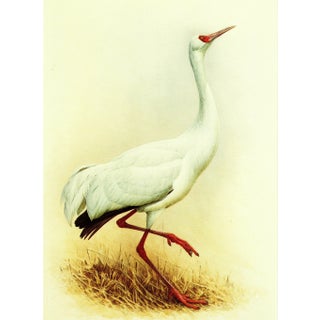 1995 Birds of China "Siberian Crane" Salesman Portfolio Sample Print by J F Lansdowne For Sale