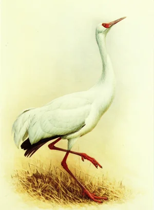 1995 Birds of China "Siberian Crane" Salesman Portfolio Sample Print by J F Lansdowne
