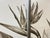 2010s Vision Studio Bird of Paradise Triptych Canvas Wall Art, Set of Three For Sale - Image 5 of 11