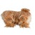 Mid-Century Steiff Studio Size Pekinese Store Display Model, Made in Germany For Sale In Greensboro - Image 6 of 8
