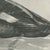 After Lilian Medland, Velvet Scoter, 1909, Print For Sale - Image 4 of 12