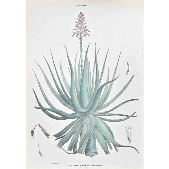 Vincenzo Tenore, The Lilies, Lithograph, 1870s For Sale