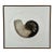 Anna Loudon Nautilus Shell Untitled Limited Edition Print by Anna Loudon, Framed & Numbered For Sale