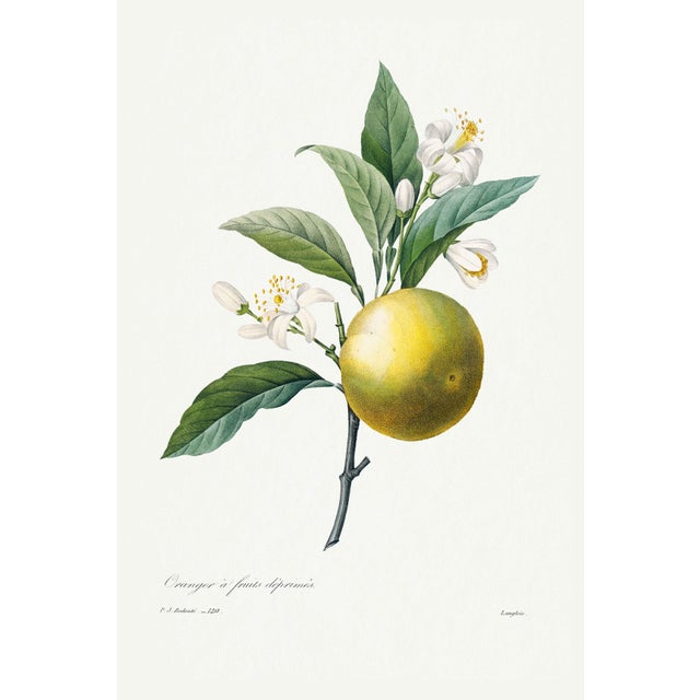 Orange by Redouté, Vintage Botanical Art Print, 40" X 60" For Sale