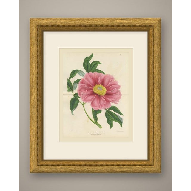 This is an original antique botanical print, a chromolithograph printed in color, numbered plate i and lettered "paeonia...