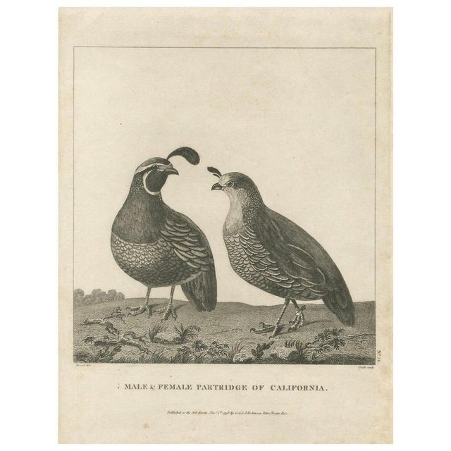 California Quail Pair, 1798, Print For Sale - Image 10 of 10