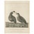 California Quail Pair, 1798, Print For Sale - Image 10 of 10