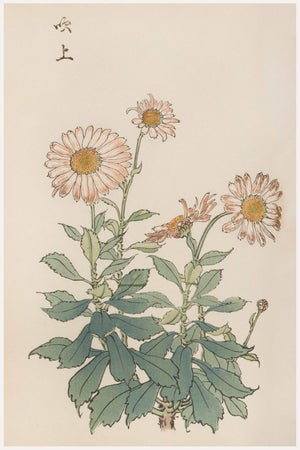 Daisy by Keika Hasegawa, Vintage Japanese Botanical Art Print, 40" X 60"