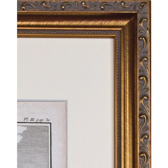 Printmaking Materials 18th Century Original French Monkey Engraving by Buffon 1789 For Sale - Image 7 of 8