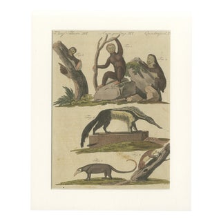 Bertuch, Monkeys & South American Anteaters, 1800, Engraving For Sale
