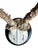 Roe Deer Trophy 206 Black Forest Antlers For Sale - Image 4 of 5