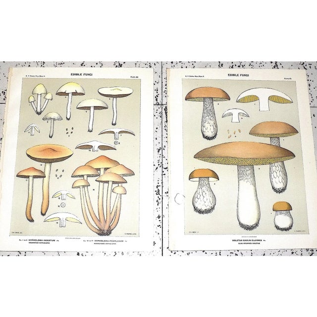 Printmaking Materials Authentic Antique American Mushroom Color Lithographs - Set of 12 For Sale - Image 7 of 10