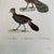 French Antique 18th Century “Le Hocco” Bird Engraving Hand Colored Signed Artwork For Sale - Image 4 of 5