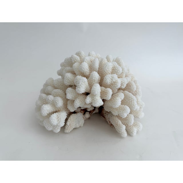 Late 20th Century Large Natural Cluster Coral Specimen Coastal Decor For Sale - Image 5 of 6
