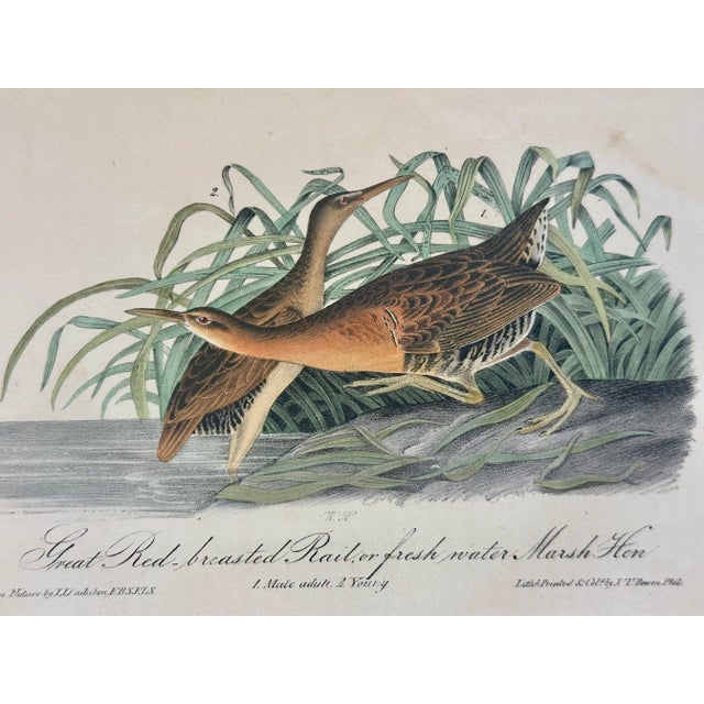 American 1840 Colored Lithograph of the Fresh Water Marsh Hen After John James Audubon For Sale - Image 3 of 4
