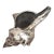 Silver Dipped Real Seashell Shell For Sale