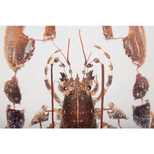 Deconstructed Lobster (Homarus Gammarus) Specimen Under Glass Dome. The European lobster, scientifically referred to as...