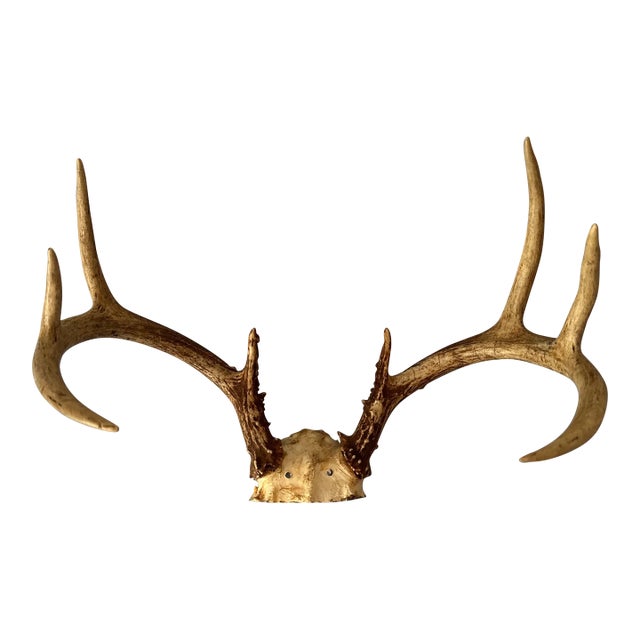Vintage Eight Point Antlers For Sale