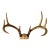 Vintage Eight Point Antlers For Sale