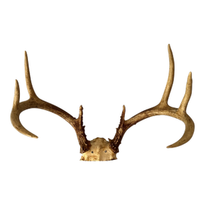 Vintage Eight Point Antlers