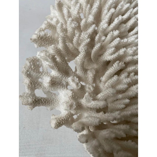 Late 20th Century Wall Mounted Table Coral Heart Shape Specimen For Sale - Image 4 of 6