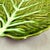 Portuguese Belo Olive Green Cabbage Leaf Plates, S/8 – 1930-1950 For Sale - Image 12 of 12