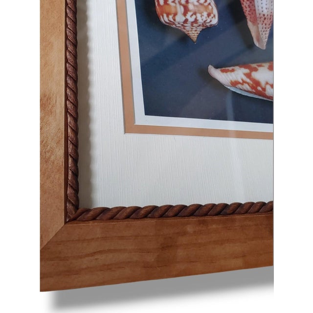 Pair of Framed Vintage Sea Shell Photograph Prints in Traditional Cream Bordered Matte and Carved Wooden Frames For Sale - Image 4 of 5