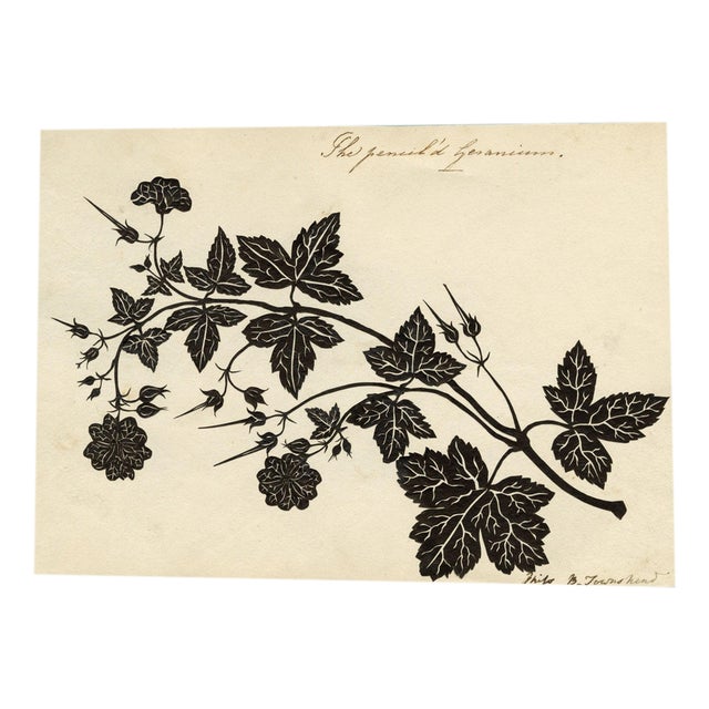 Barbara Anne Townshend, The Pencil'd Geranium, Paper Cut For Sale