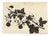 Barbara Anne Townshend, The Pencil'd Geranium, Paper Cut For Sale