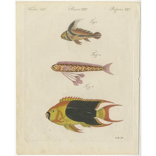 Bertuch, Three Exotic Tropical Fish, c.1800, Engraving For Sale