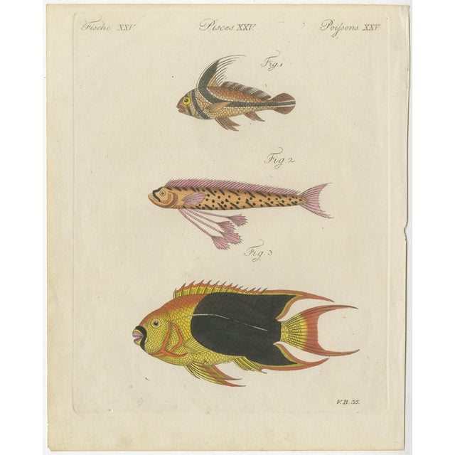 Bertuch, Three Exotic Tropical Fish, c.1800, Engraving For Sale