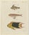 Bertuch, Three Exotic Tropical Fish, c.1800, Engraving For Sale