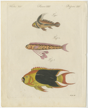 Bertuch, Three Exotic Tropical Fish, c.1800, Engraving