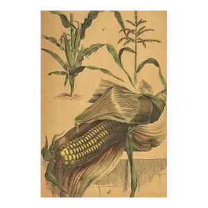 1869's French Chromolithograph Vegetable Botanical-Corn, Matted