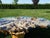 Monumental One-of-a-Kind Sculptural Root Table With Custom Tempered Glass For Sale - Image 4 of 8