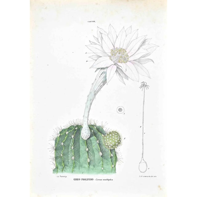 Vincenzo Tenore, The Cacti, Lithograph, 1870s For Sale