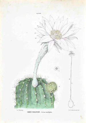Vincenzo Tenore, The Cacti, Lithograph, 1870s