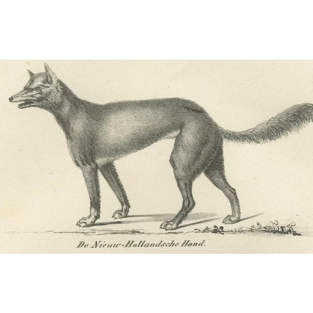 Mid 19th Century Wild and Domestic Dogs, 1836, Lithograph For Sale - Image 5 of 11
