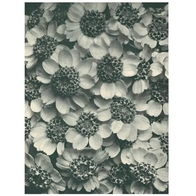 1928 Karl Blossfeldt Original Period Photogravure N119 of Achillea Clypeolata For Sale - Image 4 of 6