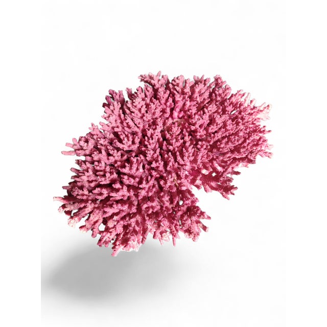 Vibrant well kept and preserved absolutely stunning pink coral from the Caribbean. Bring the blue water and salty vibes to...