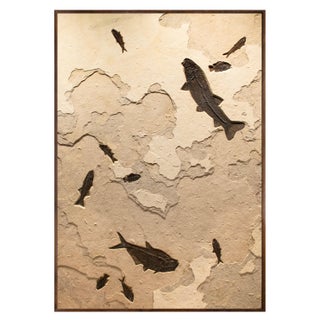 Large Fossil Fish Mural 3001gm For Sale