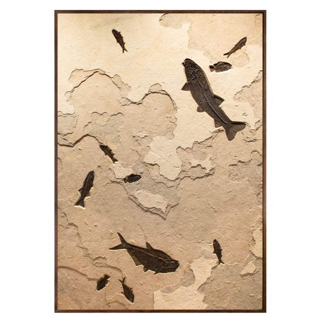 Large Fossil Fish Mural 3001gm For Sale